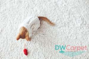 carpet-cleaning-price-in-Singapore-Dw-Carpet-Cleaning-Singaore