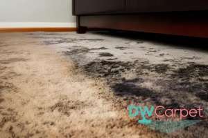 water-damage-5-signs-you-should-schedule-professional-office-carpet-cleaning-in-singapore-office-carpet-cleaning-long-form-dw-carpet-cleaning-singapore